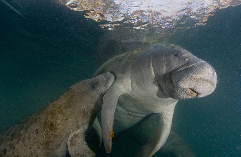Manatees (part 2)