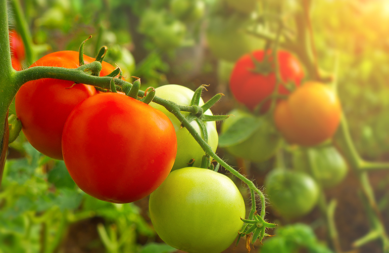 Tomatoes