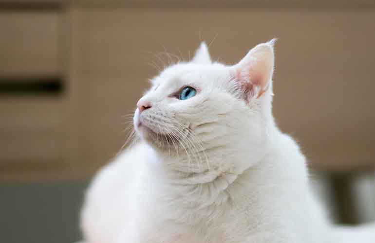 Snowball the cat helped solve a murder