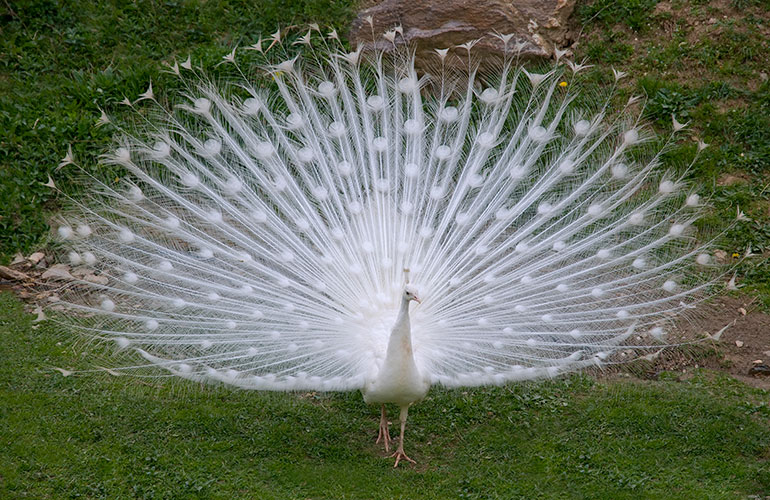 Peacocks