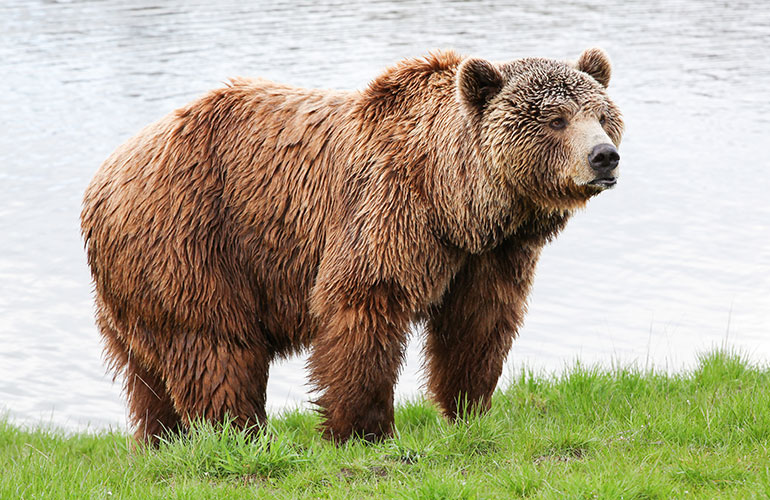 Grizzly bears