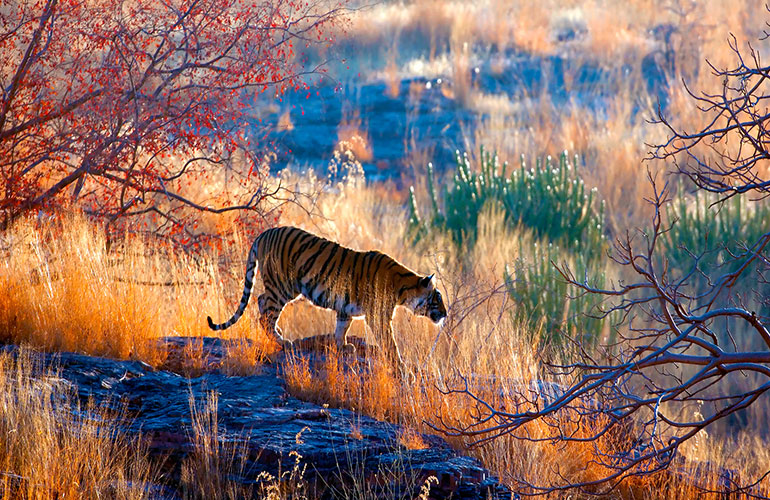 Tigers