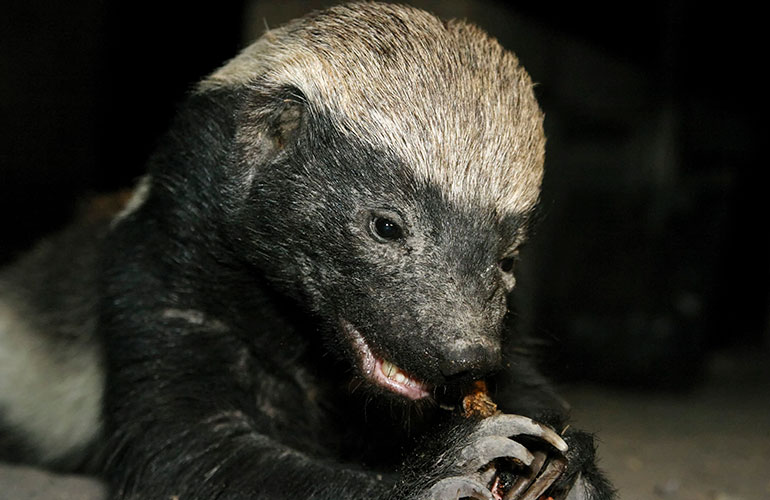 Honey badgers
