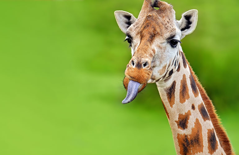 Giraffes