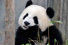 Incredible animal facts you probably didn’t know before (part 3)
