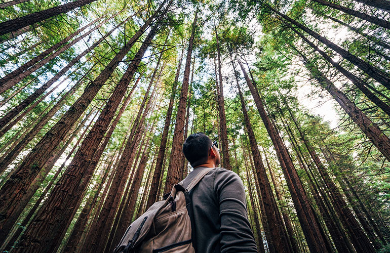 Did you know trees can communicate?