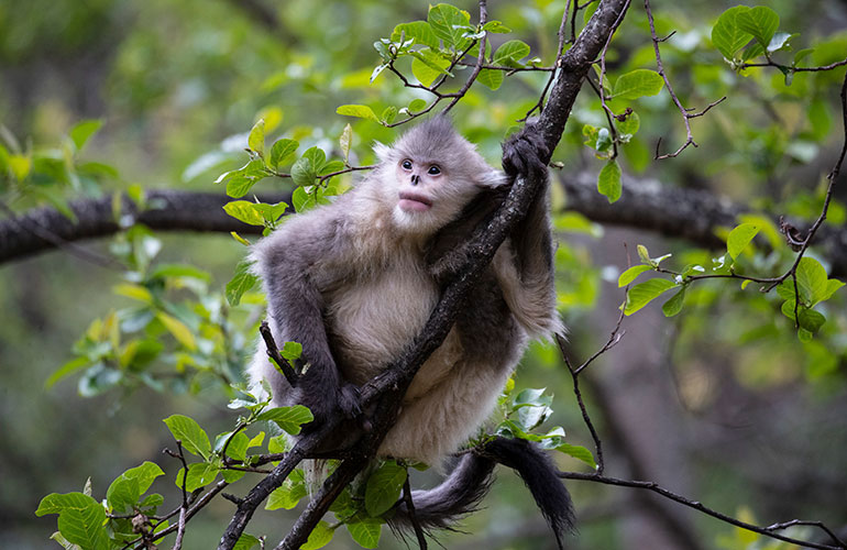Myanmar snub-nosed monkeys