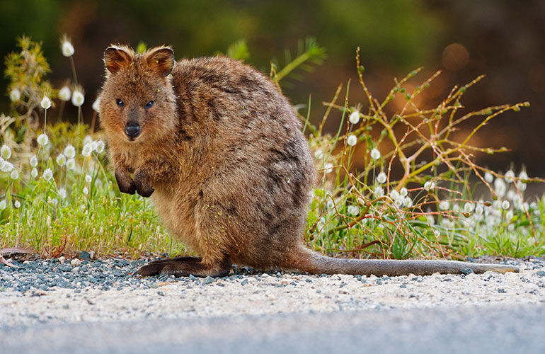 Quokkas