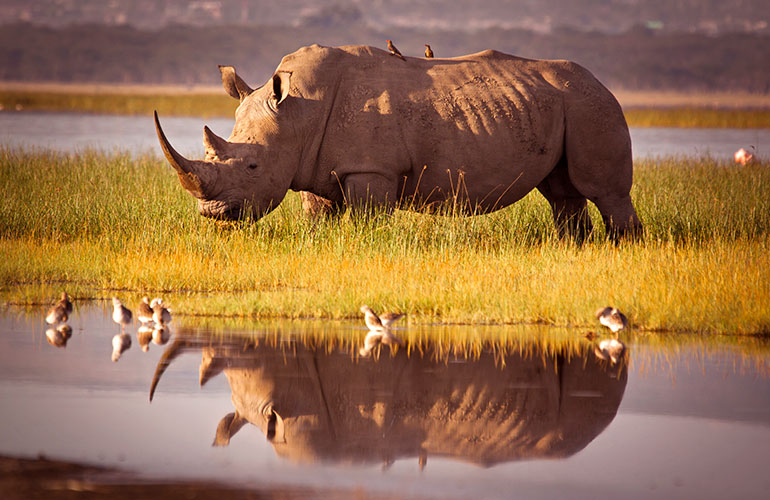 Rhinos