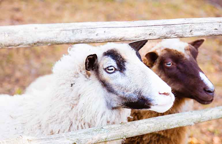 Sheep