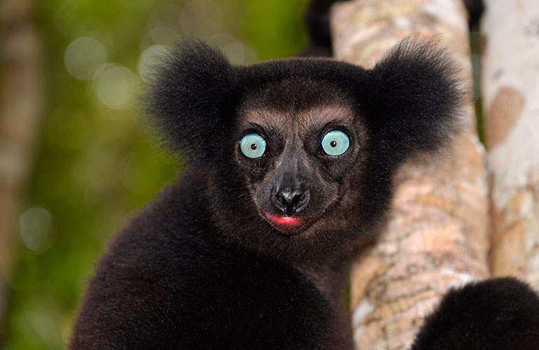 Lemurs