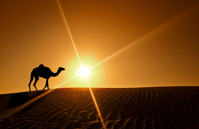 Camels