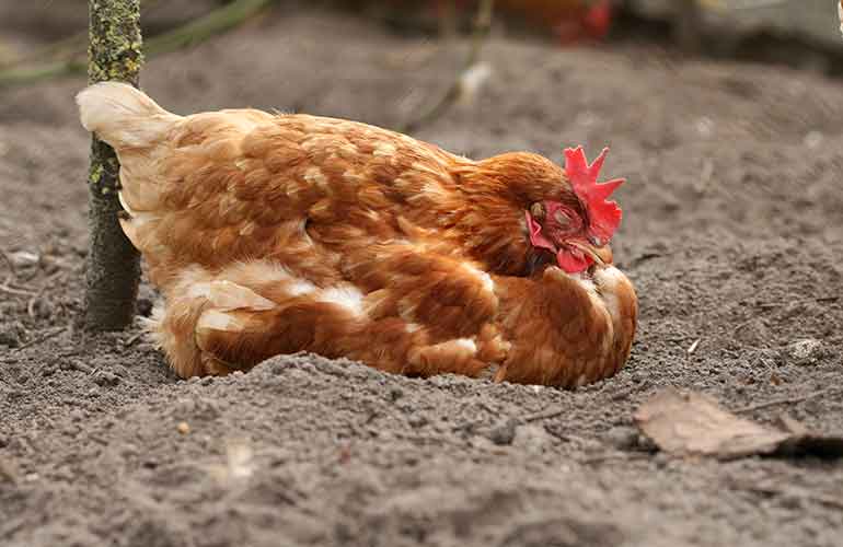 Chickens