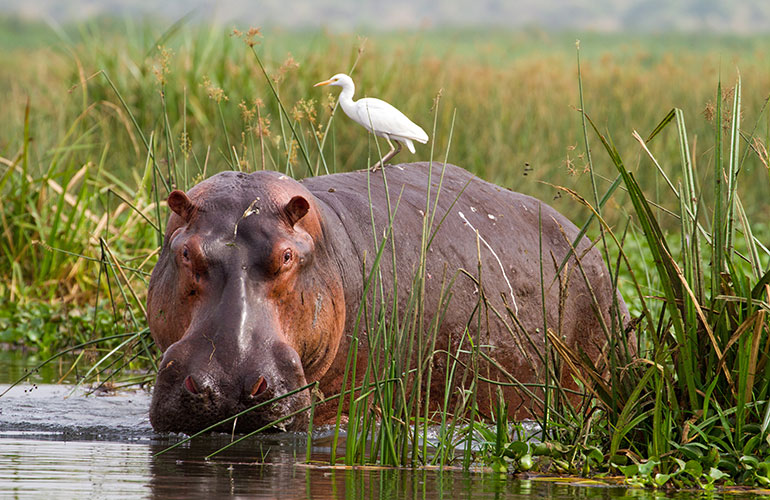 Hippo