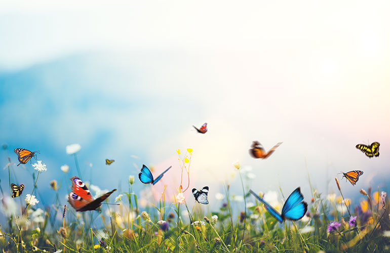 Butterflies