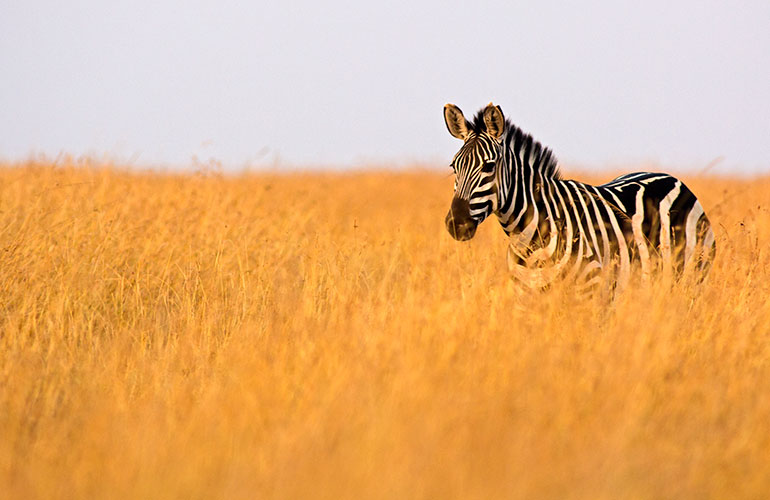 Zebras