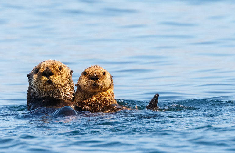 Incredible animal facts you probably didn’t know (part 1)