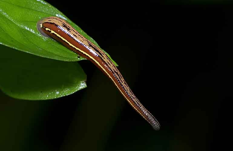 Leeches