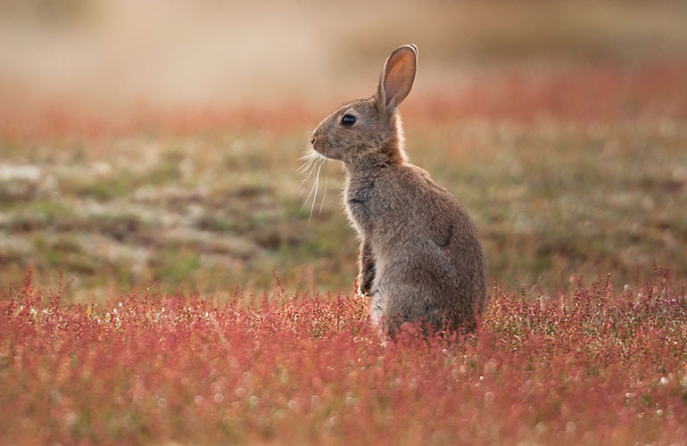 Rabbits
