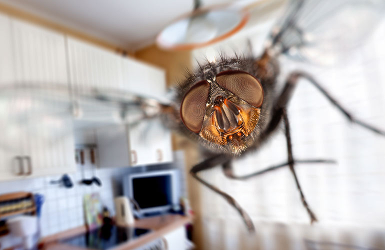 Houseflies