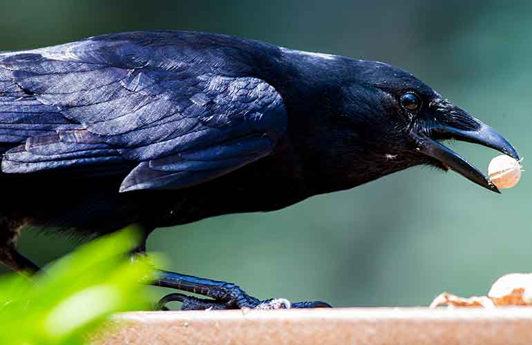 Crows
