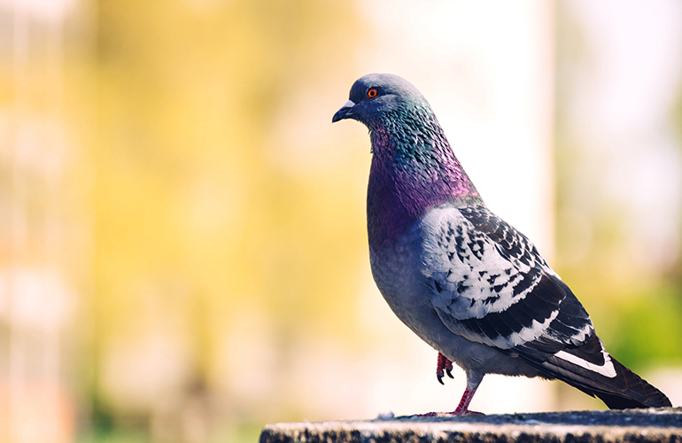 Feed the pigeons and you’ll break the law in San Francisco