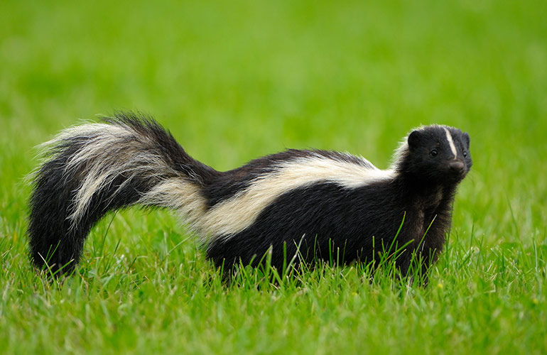 Neutralize skunk odour