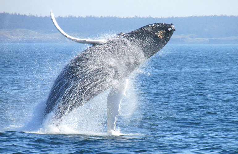 The man who was swallowed by a whale