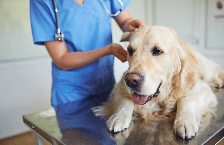 Check-ups