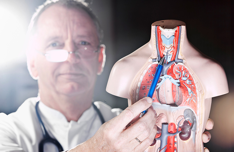 What your thyroid does