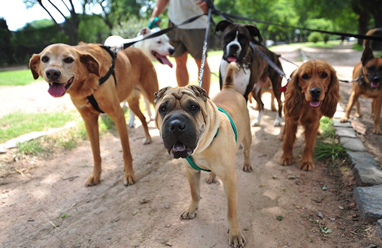 These are the best dog breeds in the world. Do you agree?