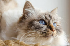 Decode your cat’s behaviour: 17 things your cat would love to tell you