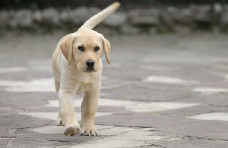 Slow wag