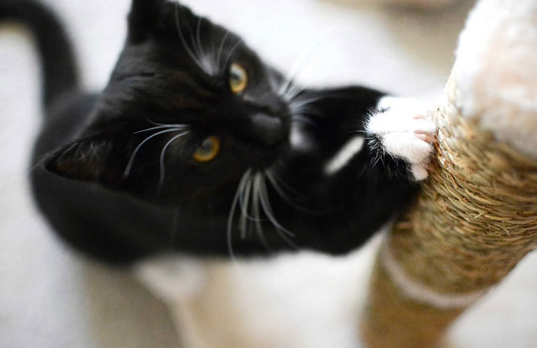 I am cat… let me scratch