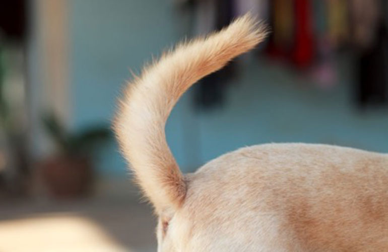 Curled toward the head