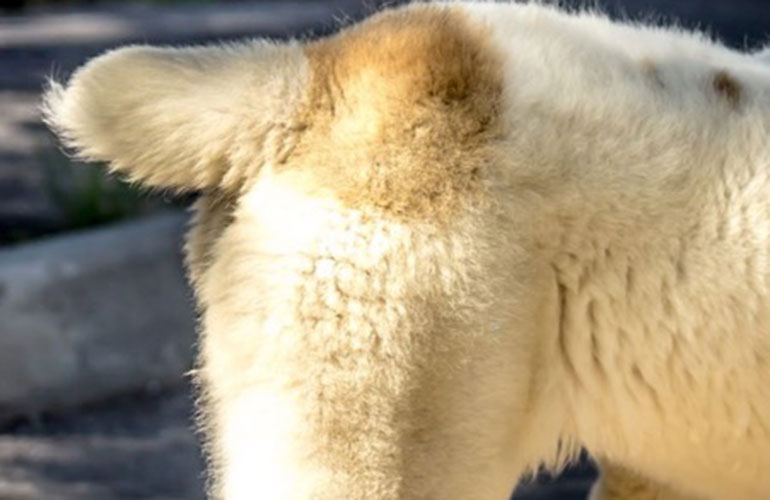 What about stubby tails?