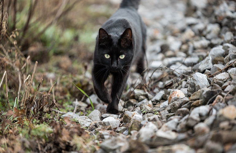 We truly wish you’d find yourself another animal to demonise