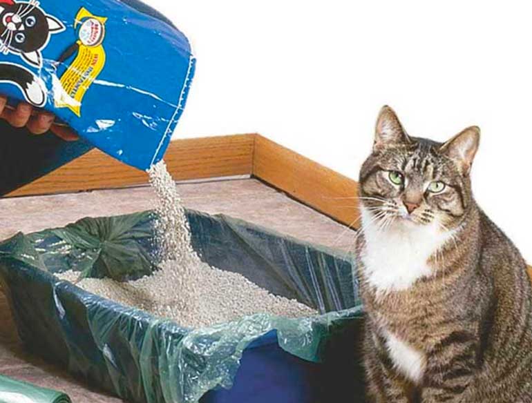 When we do our business outside the litter box, we’re not just acting out