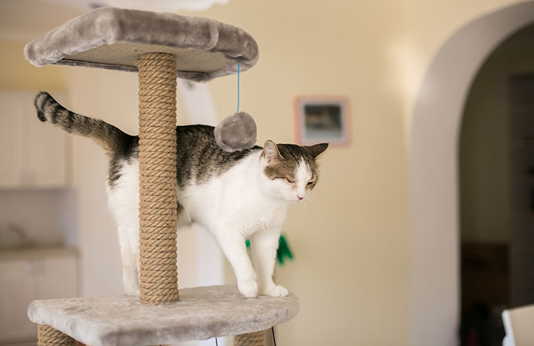 Set up cat-climbing alternatives