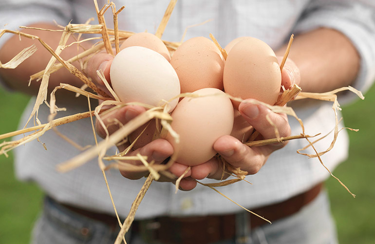 Pasture-raised Eggs