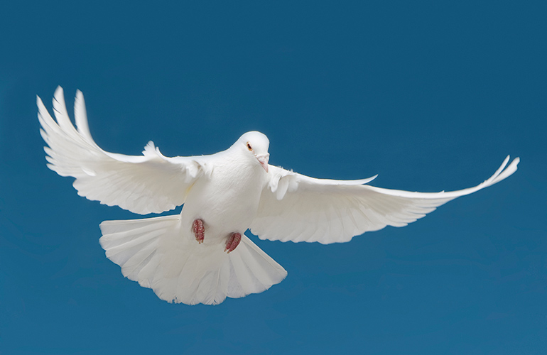 Graceful flight