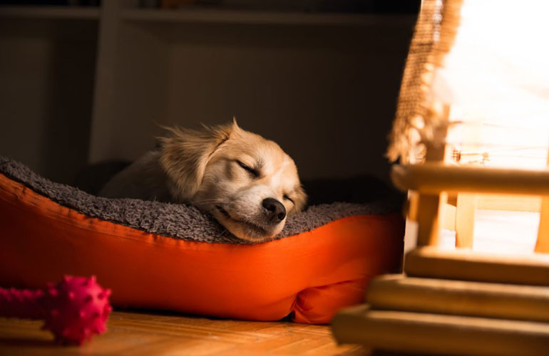 Snuggle puppy