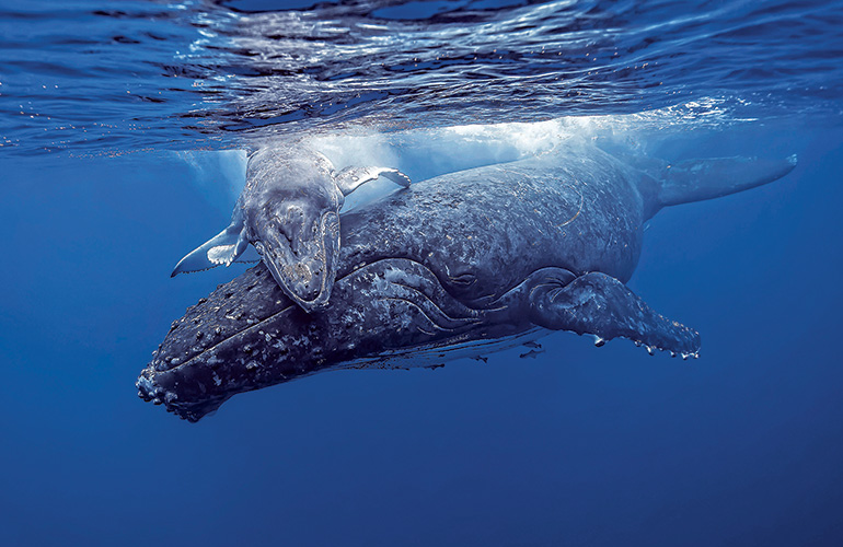 Whale that’s relaxing!