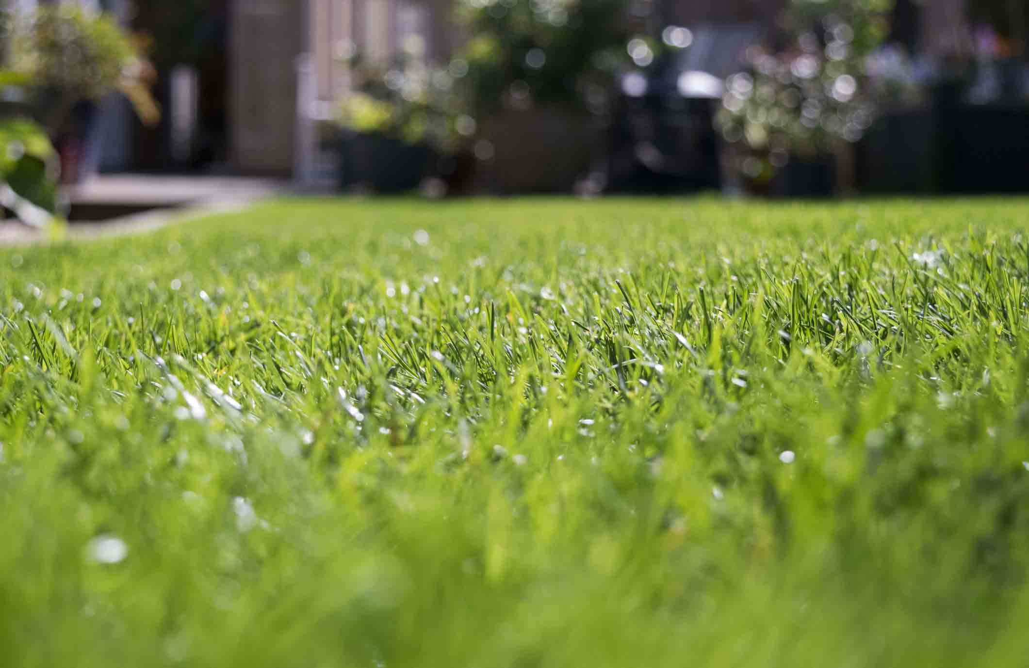 Lawn laws