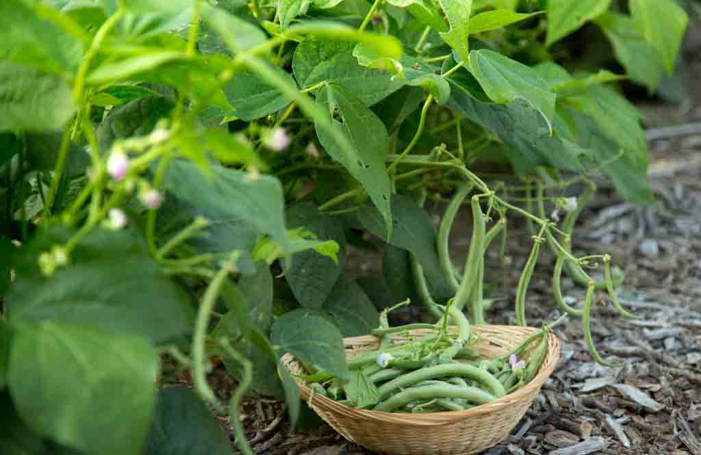 Grow beans in a snap