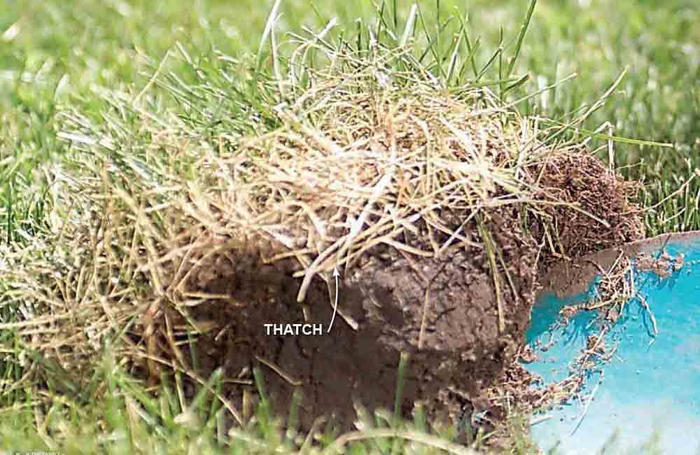 Don’t forget to dethatch