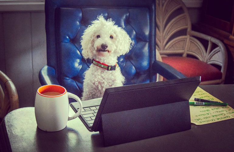 The coolest home office belongs to this pup