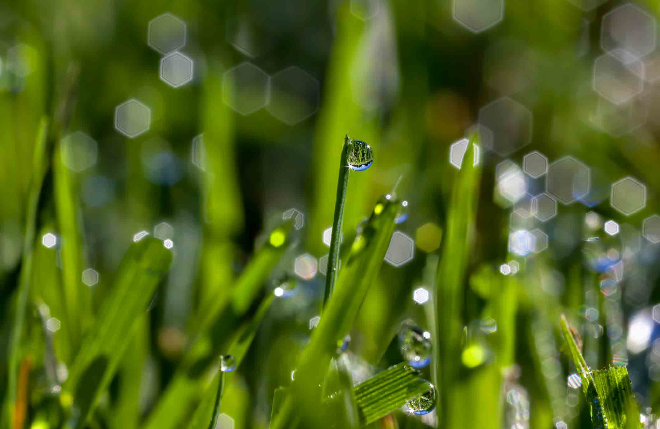 Don’t cut wet grass