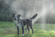 15 cute photos of wet dogs you can’t help but smile at