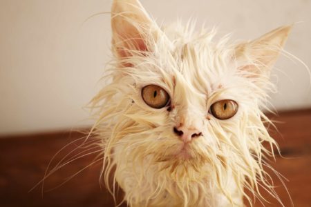 Ugliest cat in the world